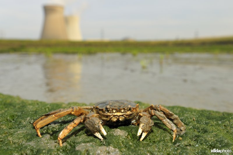 Wolhandkrab langs de Schelde