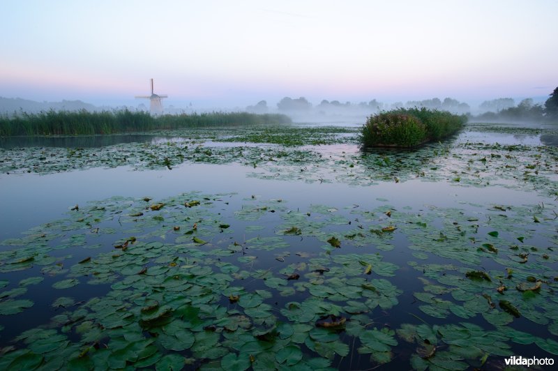 Veenplas met legakkers en witte waterlelie in Terra Nova, in beheer van Waternet