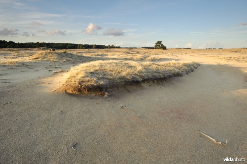 Stuifzand op de Veluwe