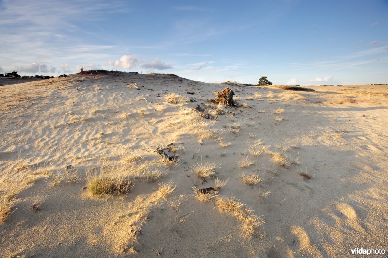 Stuifzand op de Veluwe