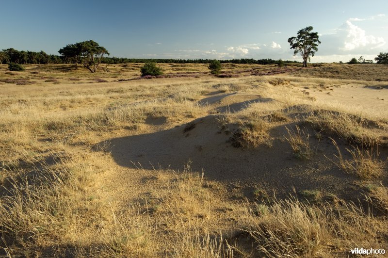 Stuifzandlandschap op de Hoge Veluwe