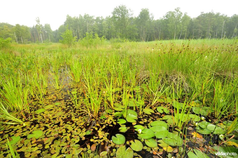 Ven in de Vallei van de Zwarte Beek