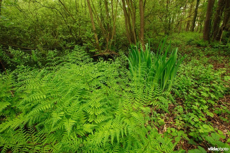 Brede stekelvaren in moerasbos
