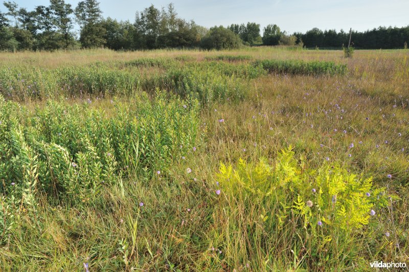 Blauwgrasland in Urkhovense Zeggen