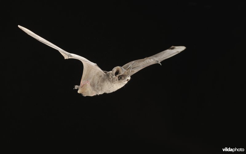 Vliegende bulvleermuis
