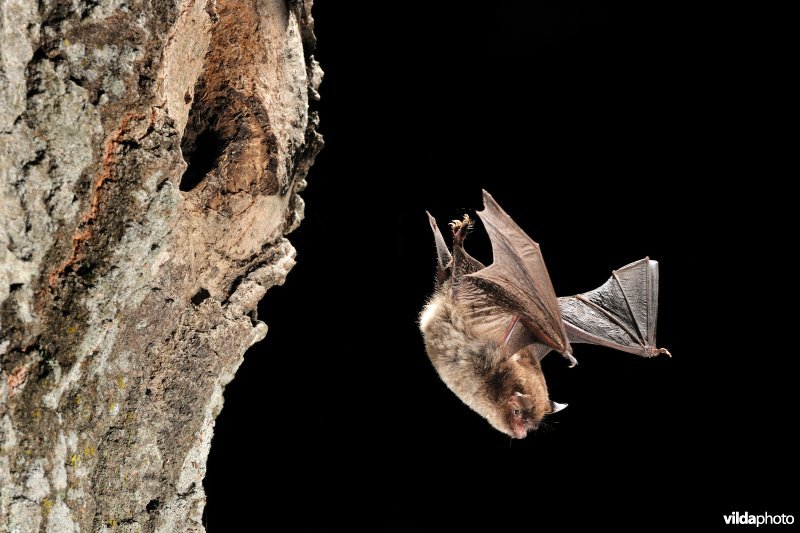 Watervleermuis verlaat de kolonieboom