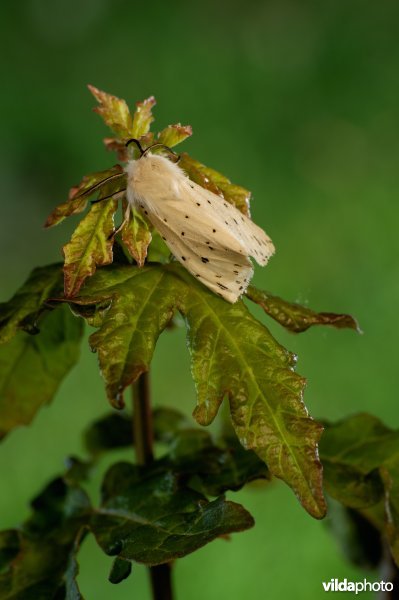 Witte tijger