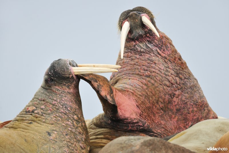 Stoeiende Walrusmannetjes