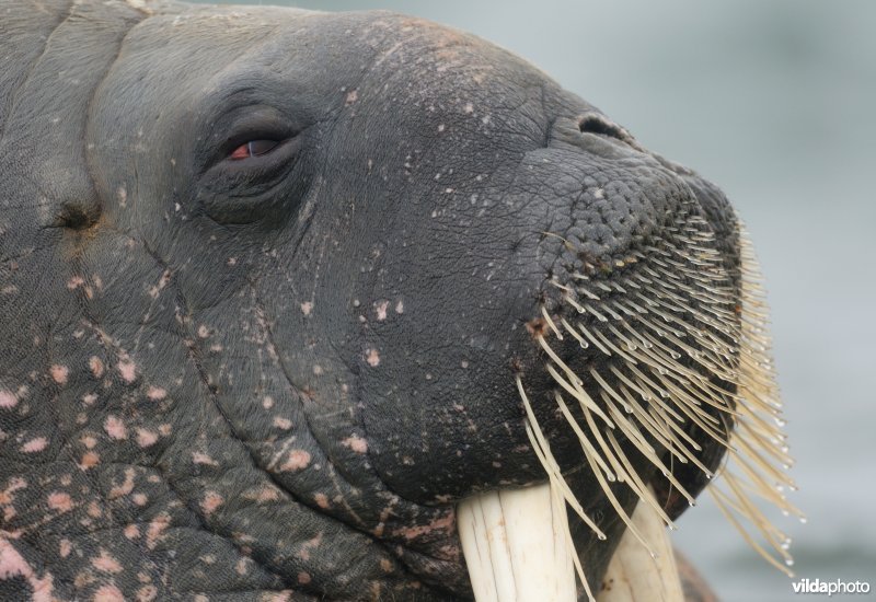 Walrus