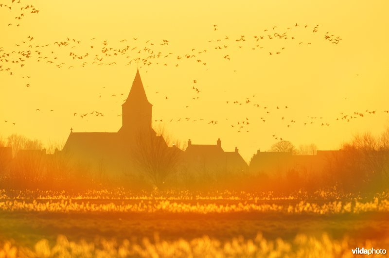 Natuurreservaat Uitkerkse Polders