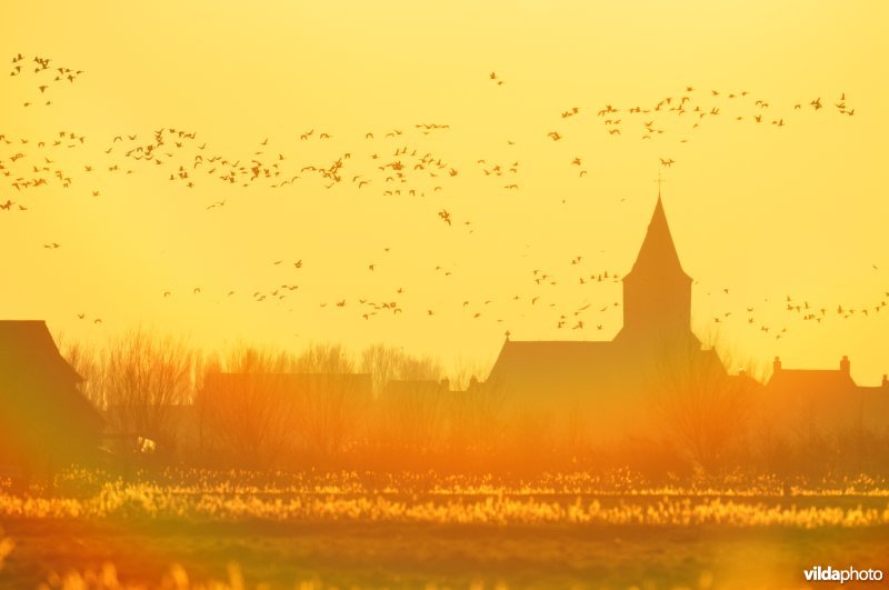 Natuurreservaat Uitkerkse Polders