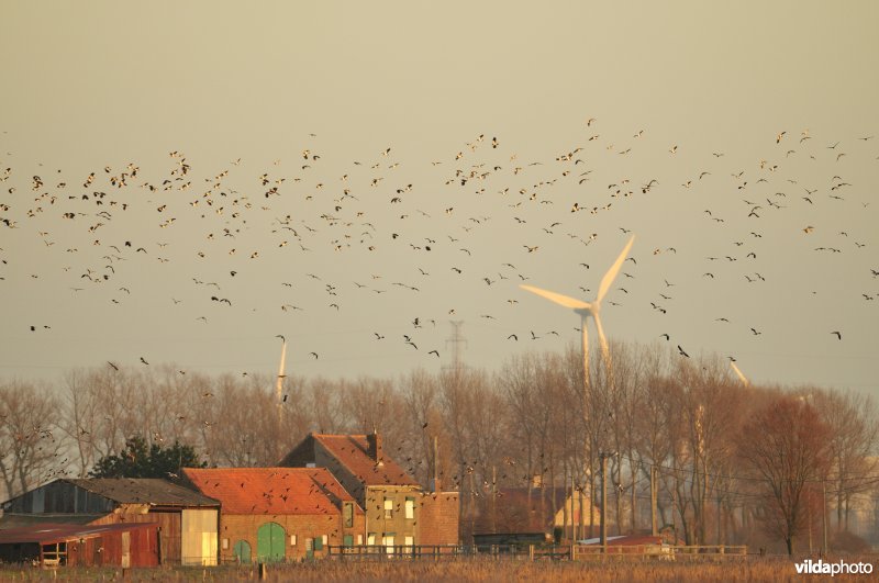 Natuurreservaat Uitkerkse Polders