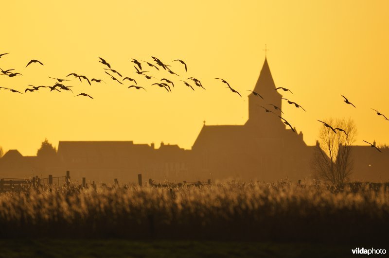 Natuurreservaat Uitkerkse Polders