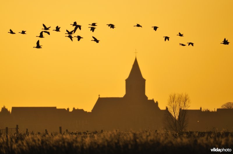 Natuurreservaat Uitkerkse Polders