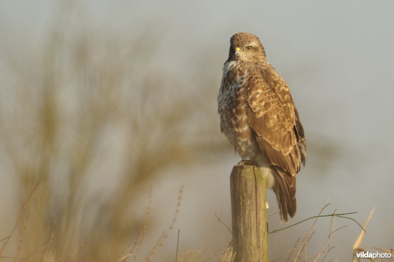 Buizerd