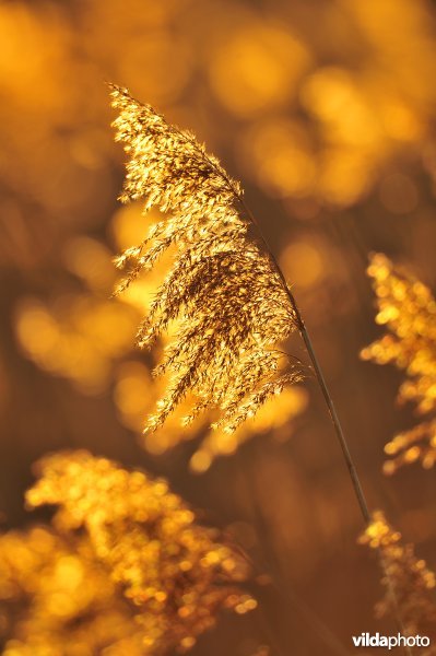 Riet