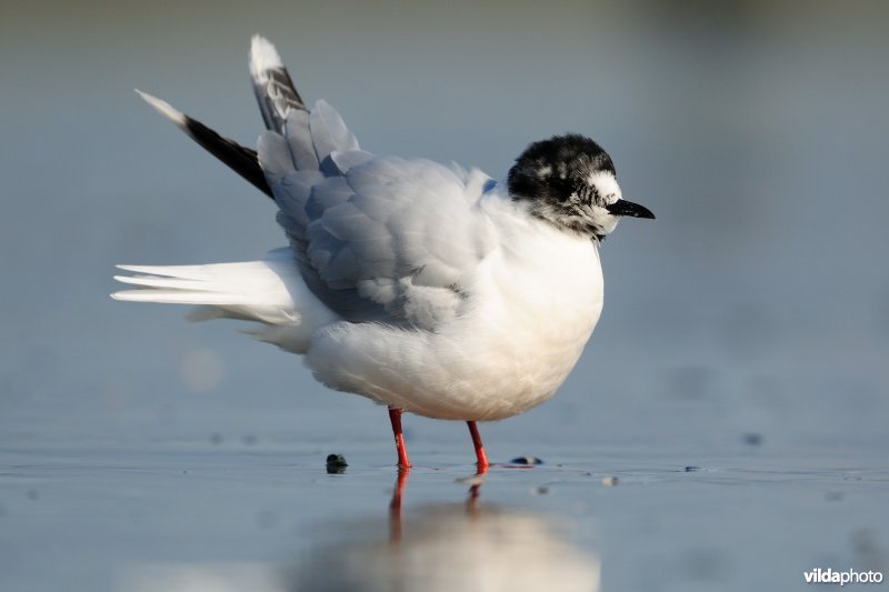 Dwergmeeuw