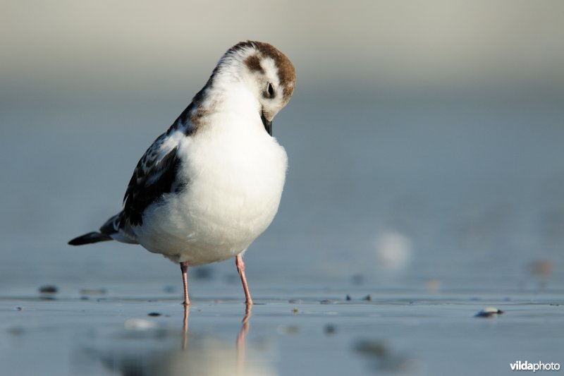 Poetsende Dwergmeeuw