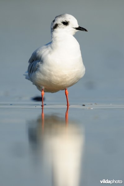 Dwergmeeuw