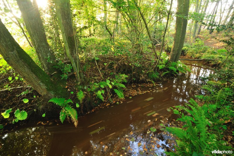 Vallei van de Zwarte Beek