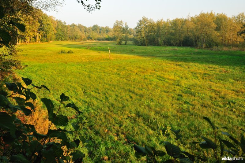 Laagveen in de Vallei van de Zwarte Beek