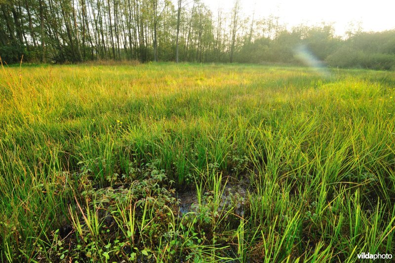 Laagveen in de Vallei van de Zwarte Beek