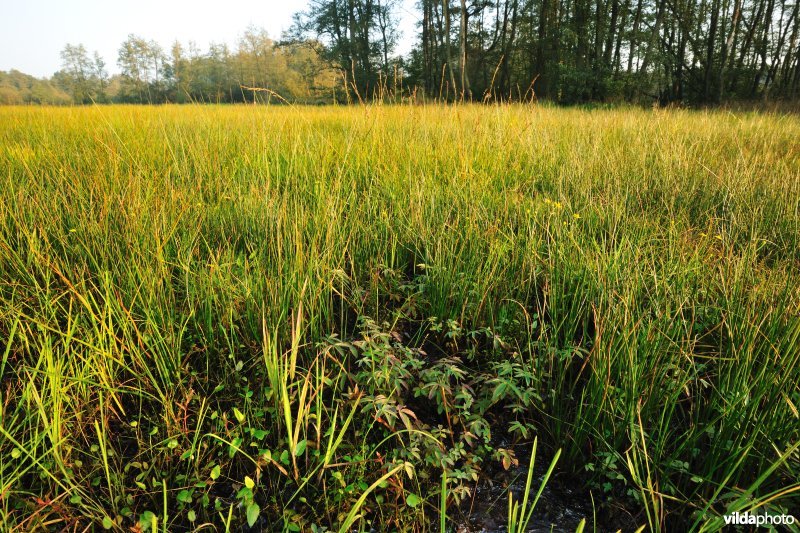 Laagveen in de Vallei van de Zwarte Beek