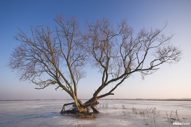 Winterse Warta moerassen