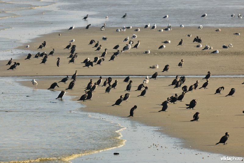 Strand van Lombardsijde