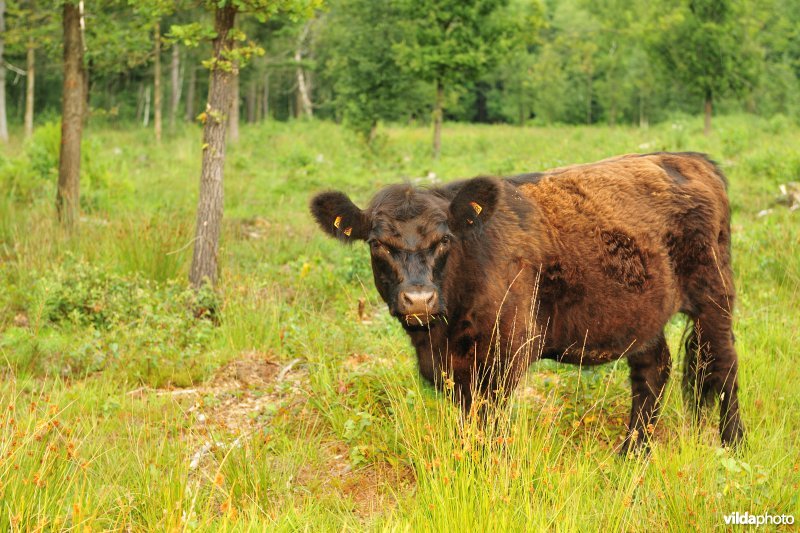 Galloway in het Drongengoedbos
