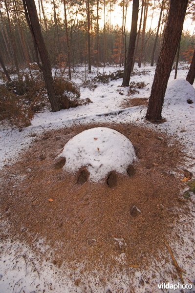 Opengebroken mierennest door spechten
