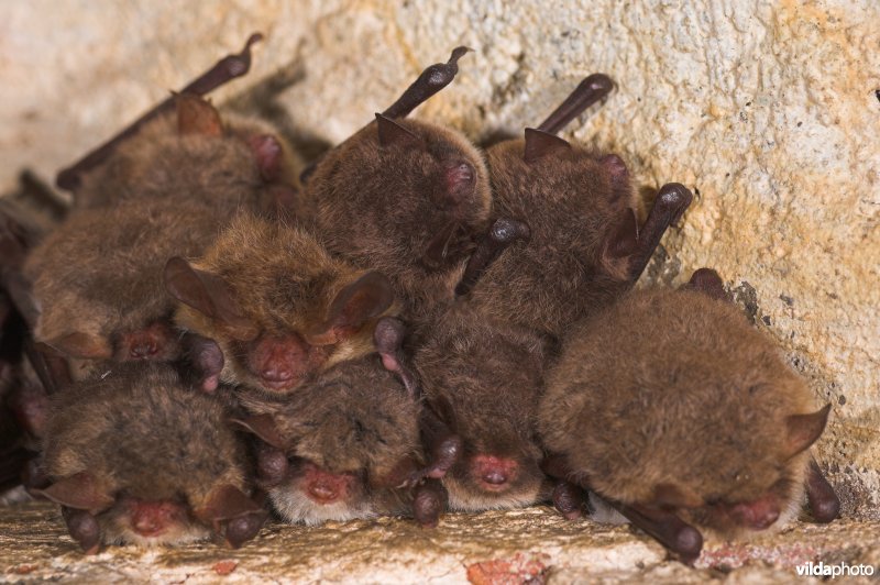 Watervleermuis, Franjestaart en Bechsteins vleermuis