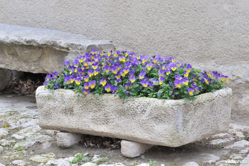 Natuurstenen bloembak met viooltjes