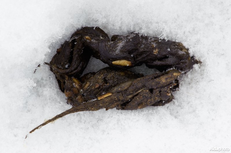 Sporen van steenmarter in sneeuw