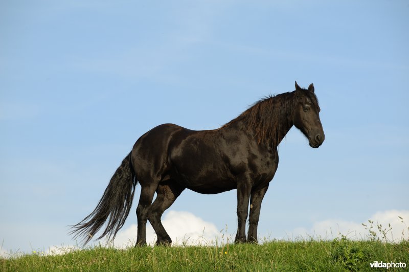 Fries Paard, Frysk Hynder