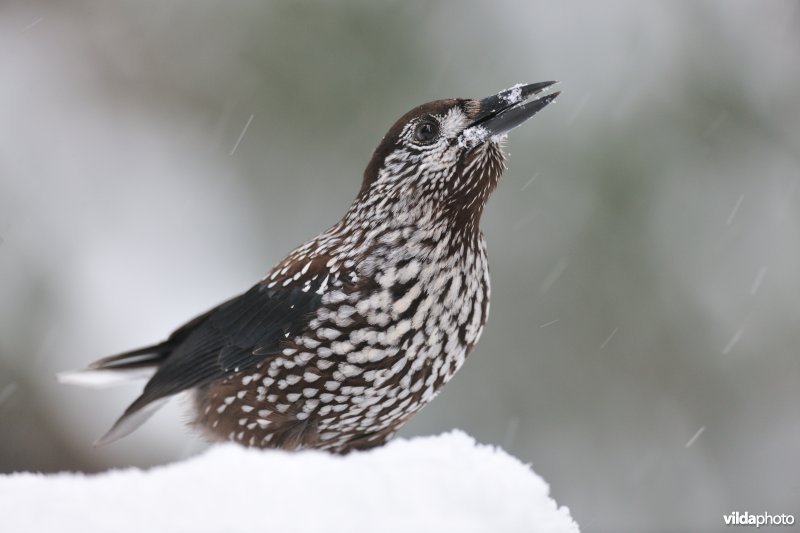 Notenkraker in de sneeuw