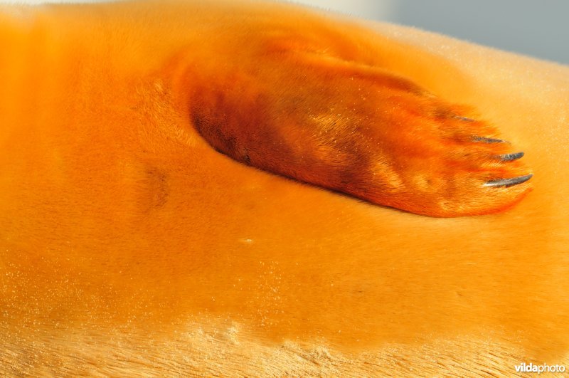 Gewone Zeehond te Nieuwpoort