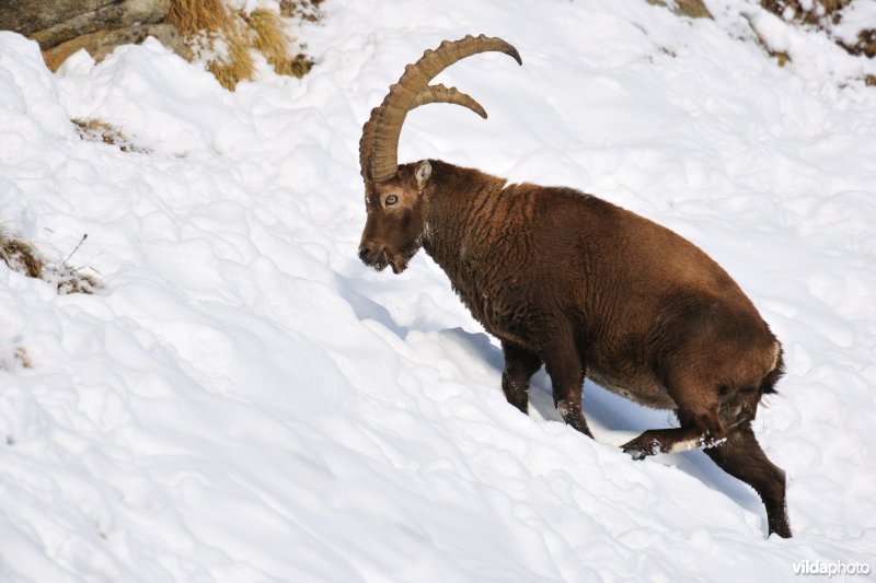 Steenbok in de sneeuw