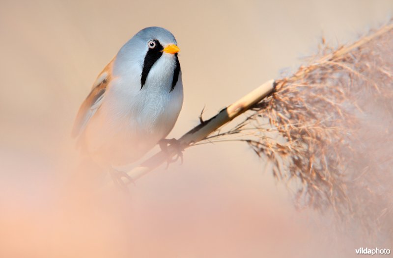 Baardmannetje in het riet