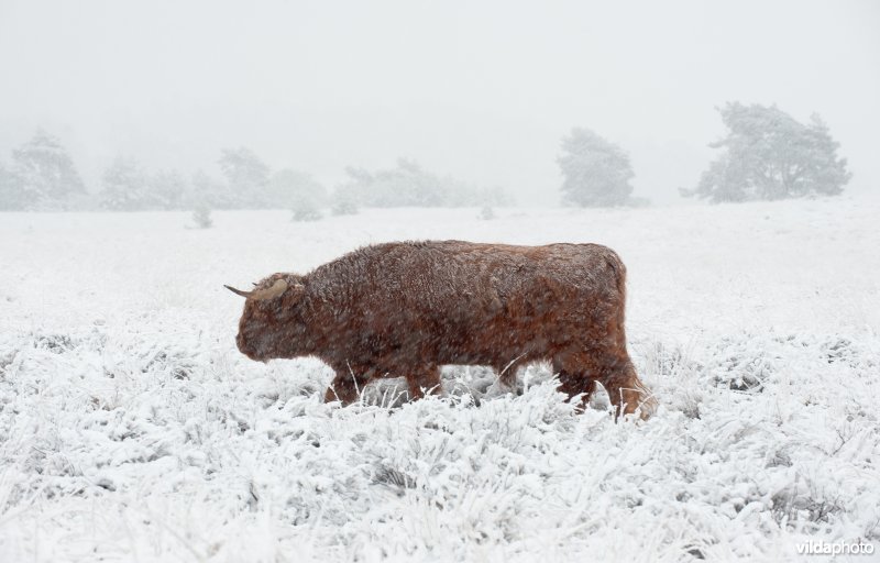 Schotse hooglander stier in besneeuwd landschap