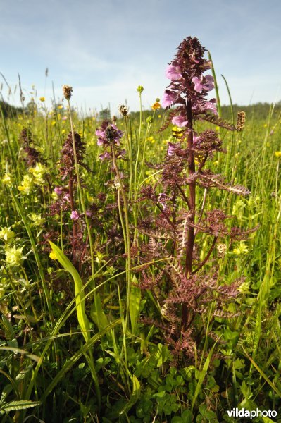 Moeraskartelblad