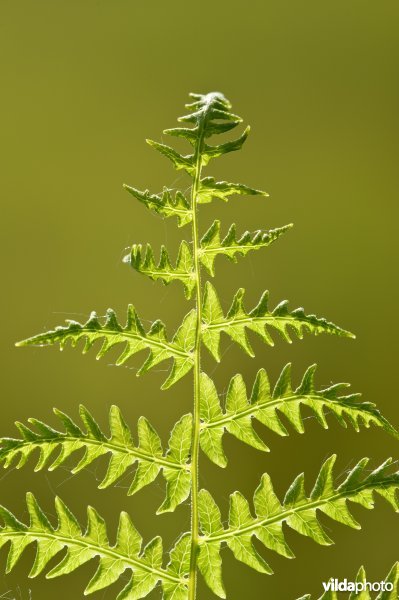 Blad van moerasvaren