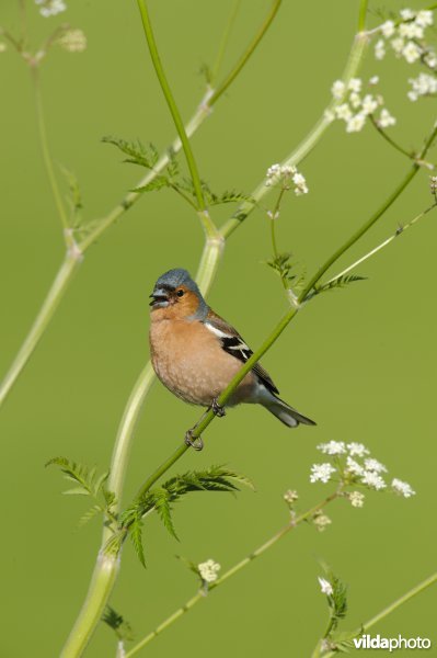 Mannetje vink