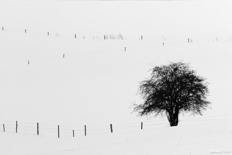 Sneeuwlandschap