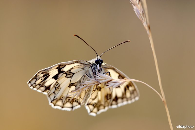 Vers Dambordje in de zon