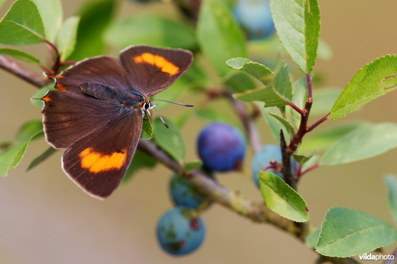 Sleedoornpage op Sleedoorn