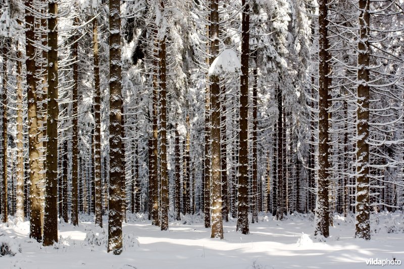 Sparrenbos in de sneeuw