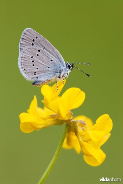 Dwergblauwtje op klaver