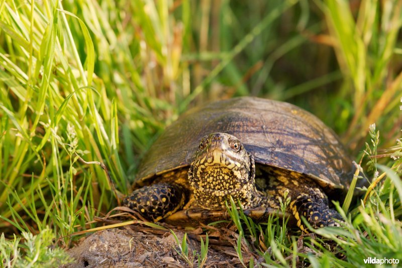 Europese moerasschildpad