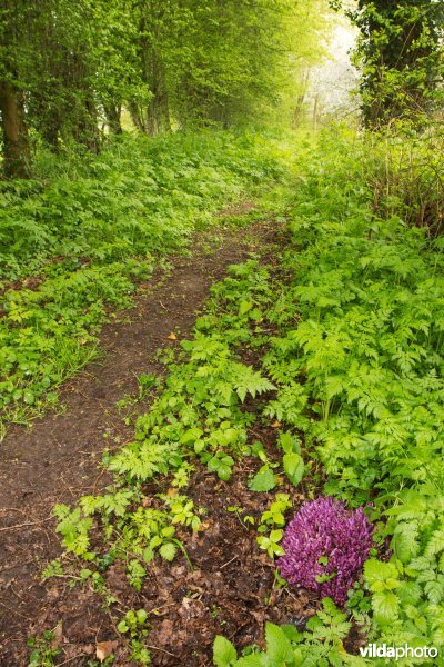 Wandelpad met Paarse schubwortel en Zevenblad